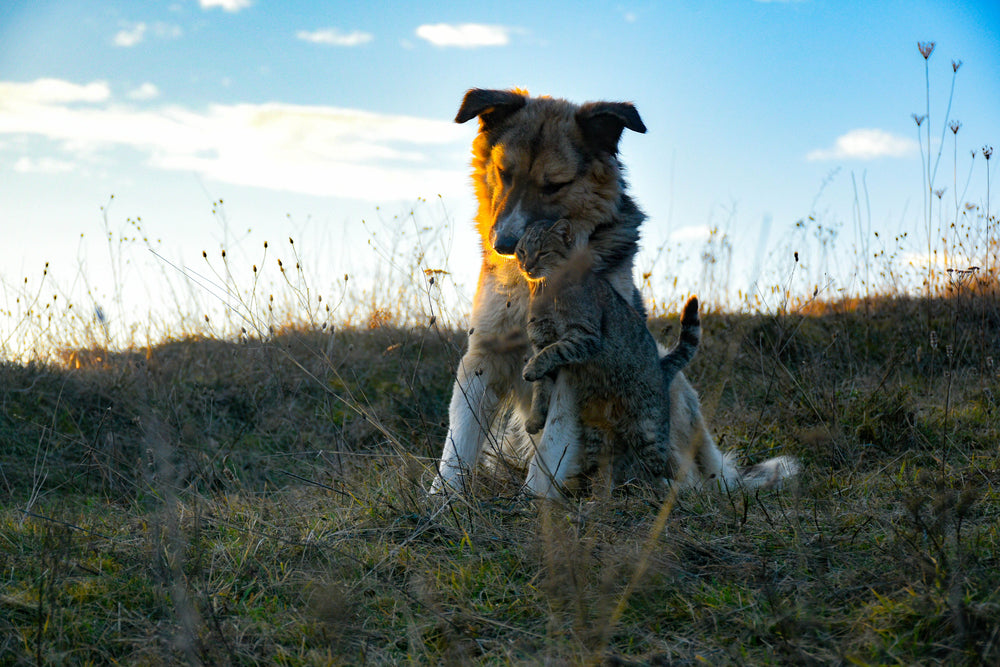 Dogs, cats and more