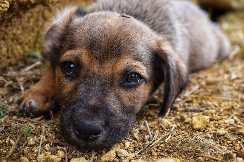 Those little tear stains say more than you think